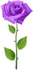 Purple Rose with Steam Transparent Image | Gallery Yopriceville - High-Quality Free Images and ...