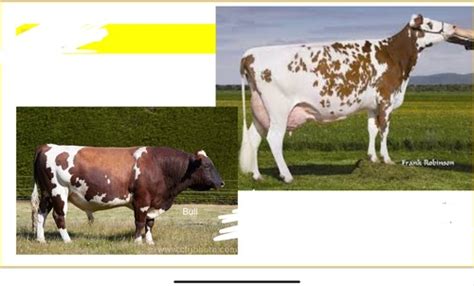 Cattle Breeds (Dairy) Flashcards | Quizlet