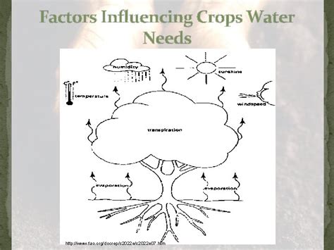 Crops And Transpiration Report Factors Influencing Crops Water