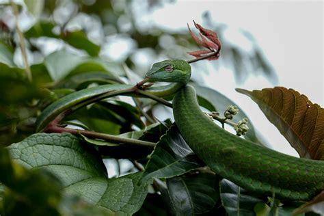 Snakes Of India 7 Fascinating Facts On Diversity And Conservation