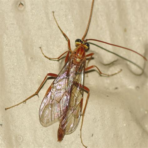 Short Tailed Ichneumon Wasp Ophion BugGuide Net