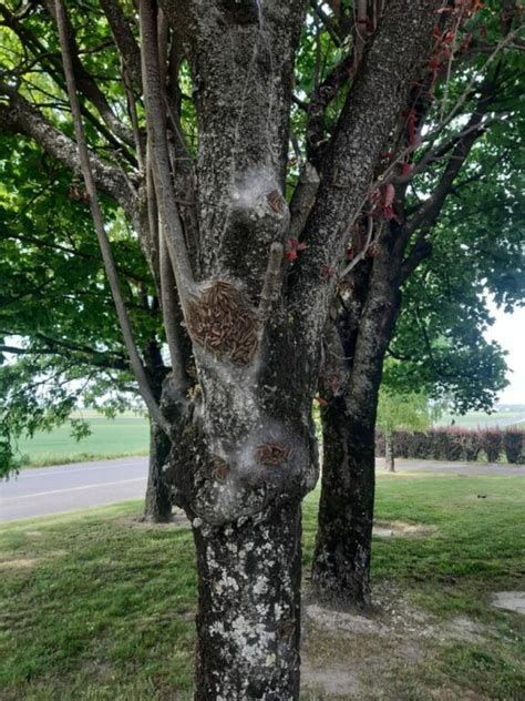 Marne Halte Au Fl Au De La Chenille Processionnaire La Marne Viticole