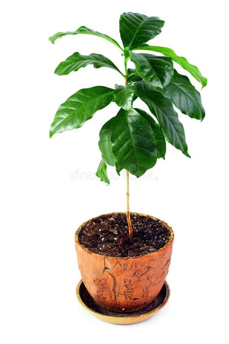 A Planta Potted Nova Da Goma Ar Bica Do Caf Isolou Se Foto De Stock