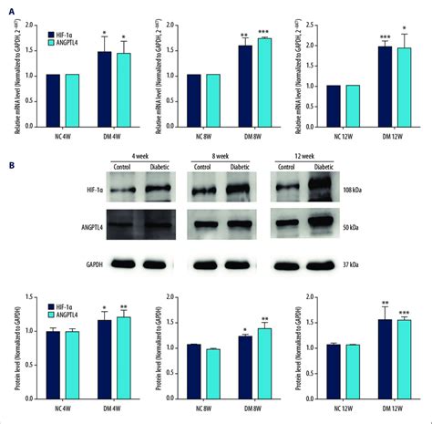 HIF 1a And ANGPTL4 Expressions Are Upregulated In Parallel During The