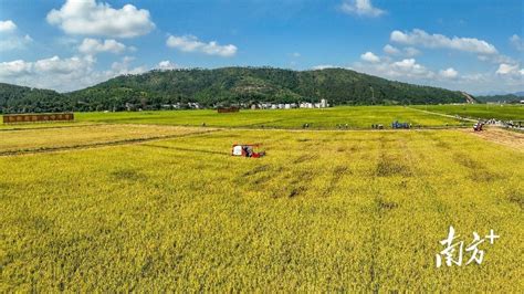 河源“大湾区‘米袋子探访录”①3个省级丝苗米现代农业产业园为湾区提供优质大米水稻智慧种植