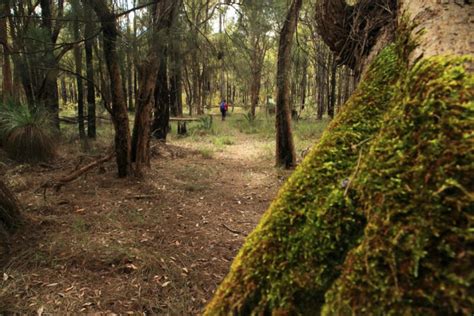 Mundlimup Tmber Trails Jarrahdale Trails Wa