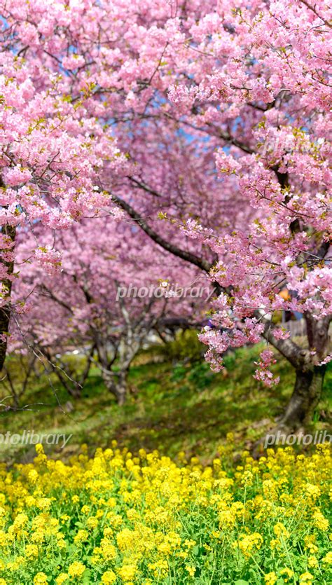 菜の花の黄色と河津桜 写真素材 4805938 フォトライブラリー Photolibrary