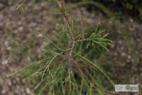 Żywotnik zachodni Filiformis Thuja occidentalis KrzewOgród