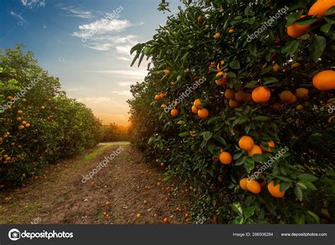 Orange Tree Plantation Sunny Day Stock Photo By Paulobaqueta 386506284