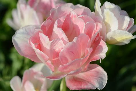 Shop Peony Flowering Tulip Angelique And Other Seeds At Harvesting History