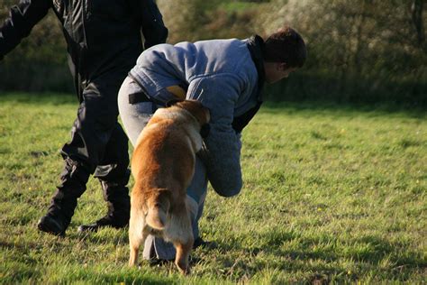 how to train a security dog
