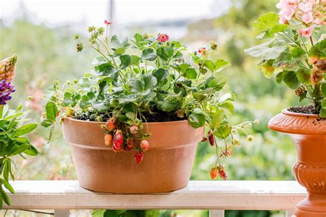 Can You Grow Strawberries In A Small Pot at Holly Standley blog