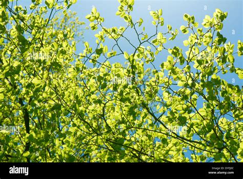 Green Spring Birch Leaves Background Stock Photo Alamy