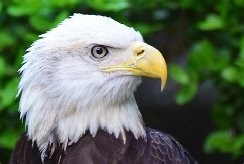 Bald Eagle Side View Photograph By Ed Stokes Pixels