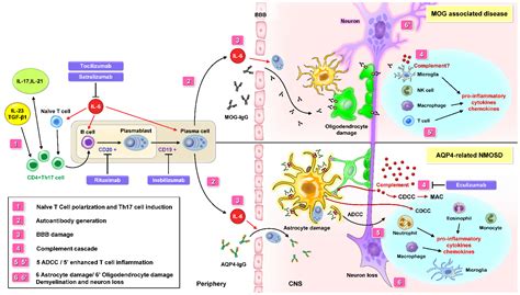 JCI Astrocyte-microglia Interaction Drives Evolving, 56% OFF