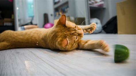 Gatti E Cetrioli Tutto Sulla Misteriosa Paura Dei Felini Fem