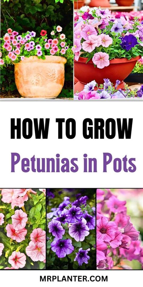 How To Grow Petunias In Pots Tips And Tricks MrPlanter