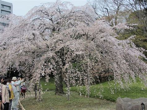 Cherry Weeping Yoshino 7 Cofers Home And Garden