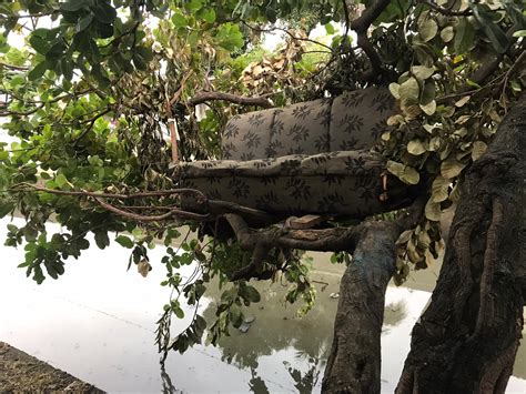 Em Vila Velha sofá é deixado em cima da árvore na beira do rio A Gazeta