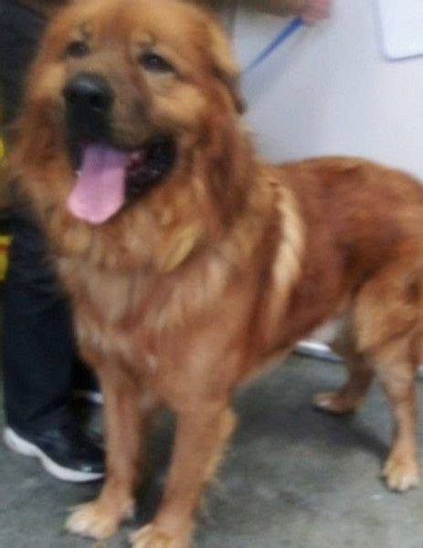 Golden Retriever And Leonberger Mixed Dog For Adoption In Oswego