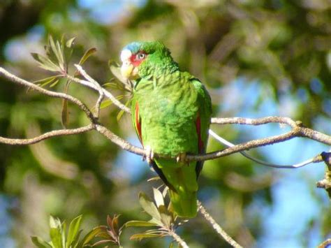 Monteverde Wildlife Refuge - 2018 All You Need to Know Before You Go (with Photos) - TripAdvisor