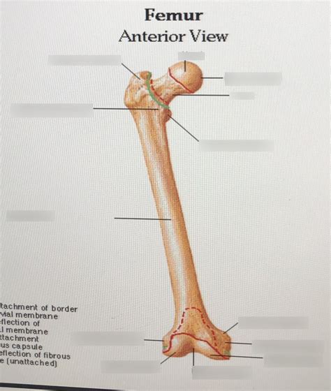 Labeling Of Femur Diagram Quizlet