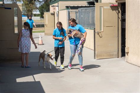 Clear The Shelter Amarillo Animal Management Hosts Adoption Event