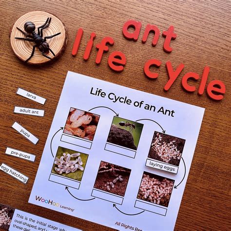 Ants Life Cycle Ant Life Cycle Stages Ants Life Cycle Poster Charlotte