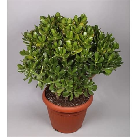 Cactées Crassula Ovata Pot De 23 Cm H40 Schilliger