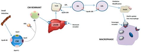 Apolipoprotein B And Cardiovascular Disease Biomarker And Potential