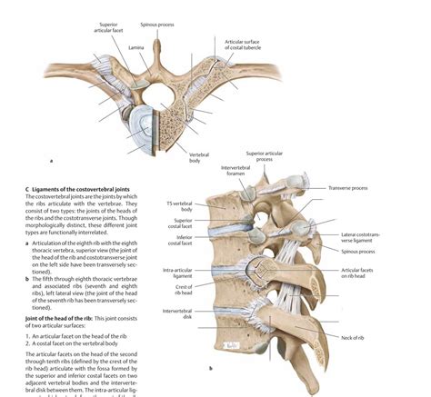 Costovertebral Joints And Ligaments Diagram Quizlet