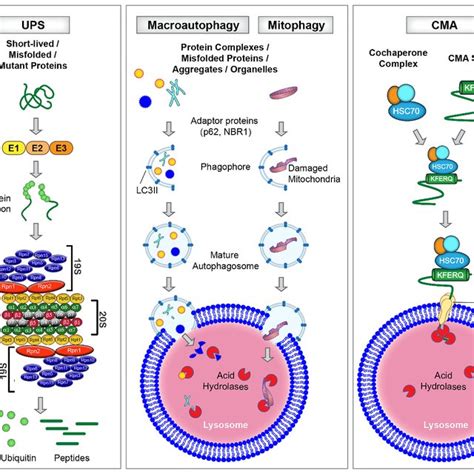 PDF Protein And Mitochondria Quality Control Mechanisms And Cardiac Aging