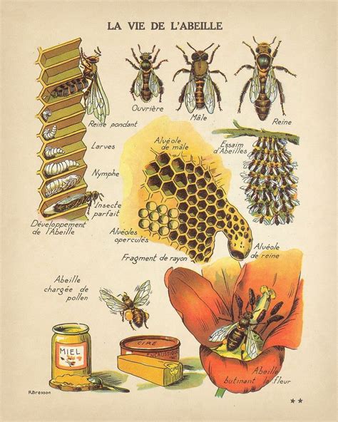 Vintage Honey Bee Artofit