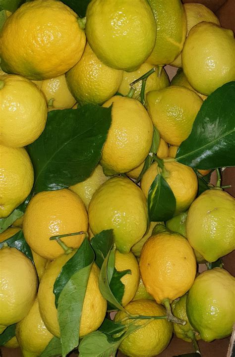 citrons feuilles de Corse Au Potager de Bécheret