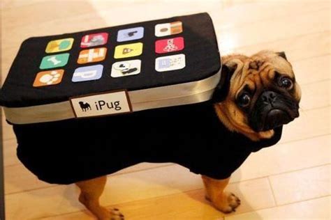 Insanely Smart... Pet costumes. "25 Crazy Pet Costumes That Put Yours ...