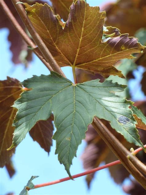 Erable Sycomore Pourpre Acer Pseudoplatanus Purpurescens Thuilleaux