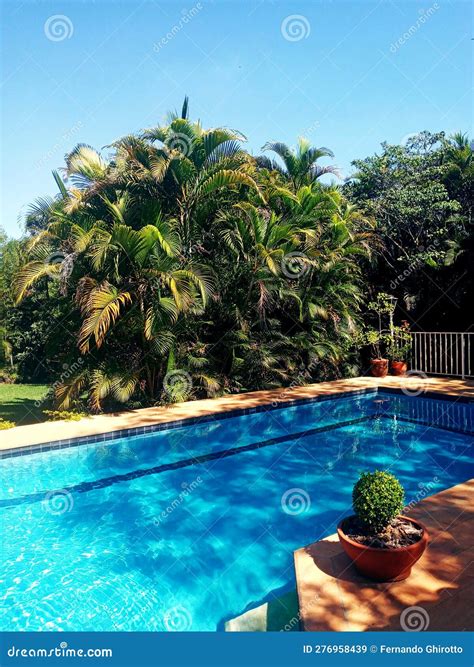 Swimming Trees on a Cozy Brazilian Home Stock Image - Image of resort