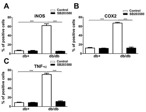 Sb203580 Treatment Decreases The Expression Of Inos Cox2 And Tnf α In