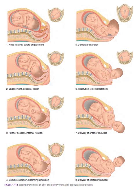 Normal Labor Department Of Obstetrics And Gynecology Faculty Of