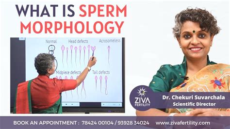 Sperm Morphology Reasons For Male Infertility Dr Chekuri