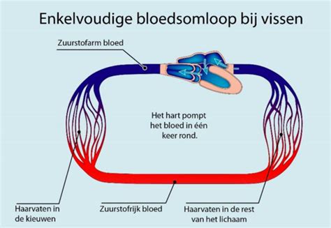 Anatomie Bij Vissen