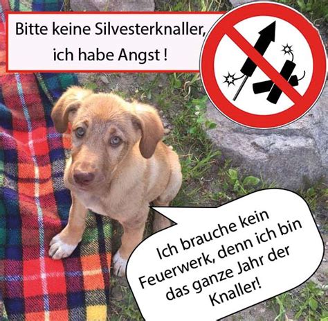 Silvester Feuerwerke Belasten Mensch Tier Und Umwelt Gemeinde