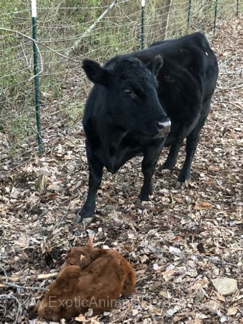 Lowline Angus Homestead Beef Cattle For Sale