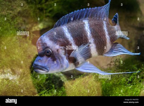 Cyphotilapia Frontosa Peces Endémicos Del Lago Tanganyika Comúnmente