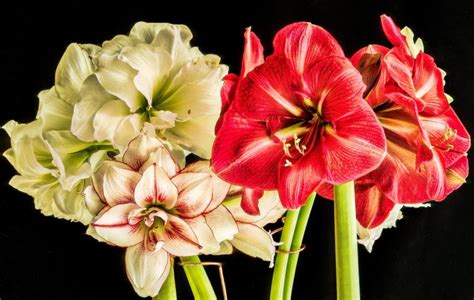 Closeup Amaryllis Black Background Rare Gallery Hd Wallpapers