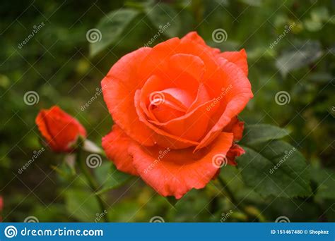 Close Up Photo Of Bright Orange Rose In The Garden Lilium Members Of Which Are True Lilies Is A