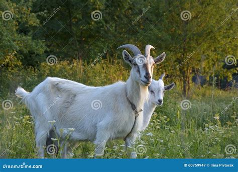 Goat And Goatling Stock Image Image Of Meadow Livestock 60759947