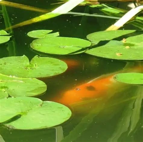 Guide to Different Types of Pond Algae (With Pictures) - Pond Informer