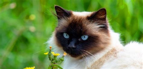 Himalayan Siamese Cat Breed Colors and Traits