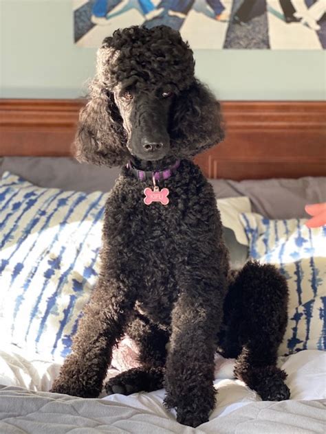 Kifli Cantope Standard Poodles